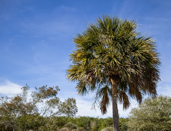 Árvore de Palmetto da Carolina do Sul — Fotografia de Stock