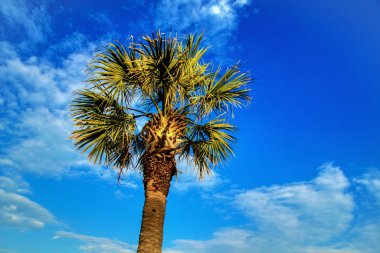 Güney carolina palmetto