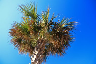 Palmetto ağaç ve mavi gökyüzü
