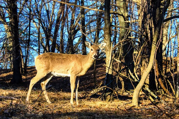 森の中で doe — ストック写真