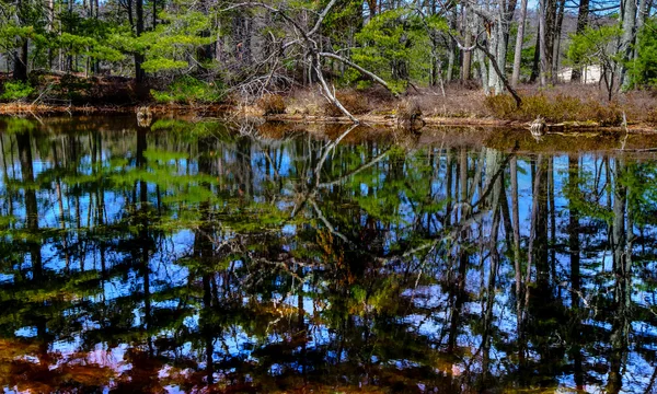 Reflexões da natureza selvagem — Fotografia de Stock