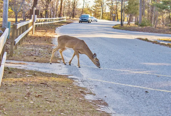 Automobil und Rehe — Stockfoto