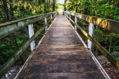 Ormanın yürüyüş
