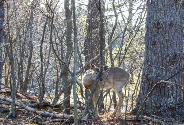 Une biche dans la forêt Photo De Stock