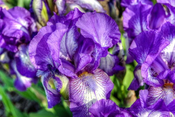 Purple Iris — Stock Photo, Image