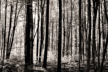 Ağaçların arasından ışık