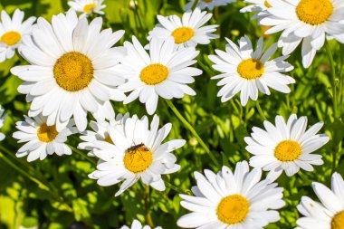 Daisy ve yaban arısı