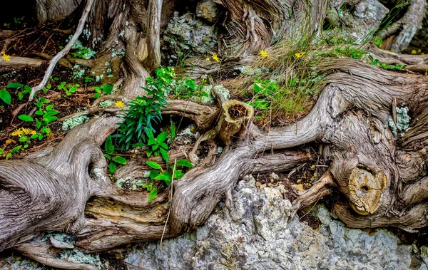 Resumen de la naturaleza — Foto de Stock