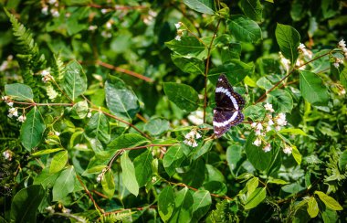 siyah swallowtail kelebek