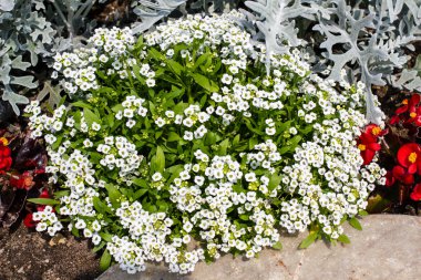 Beyaz Alyssum