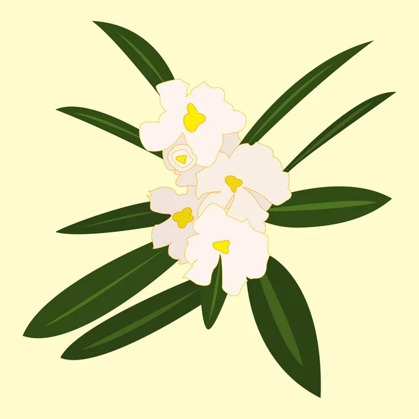 咲く白い花をベクトルします。 — ストックベクタ