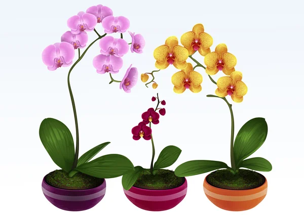 Três lindas orquídeas — Vetor de Stock