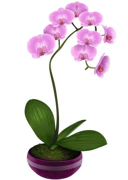 Beautiful orchid in vector — Image vectorielle