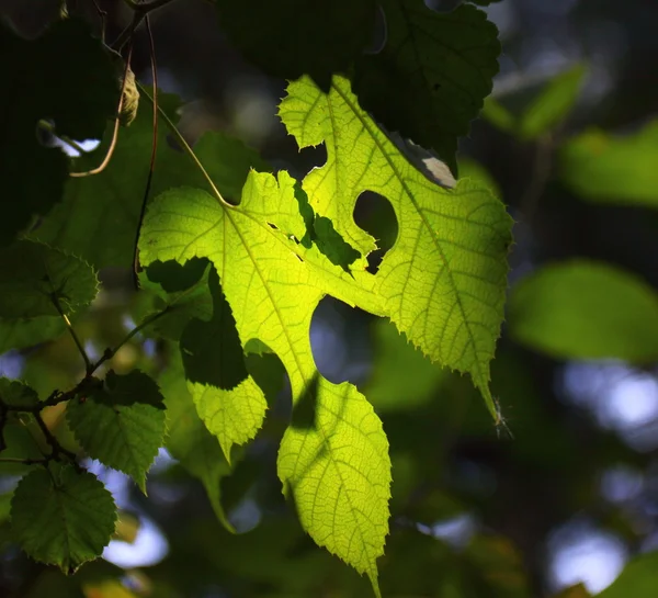 Yeşil yaprak güneş ışığı altında — Stok fotoğraf