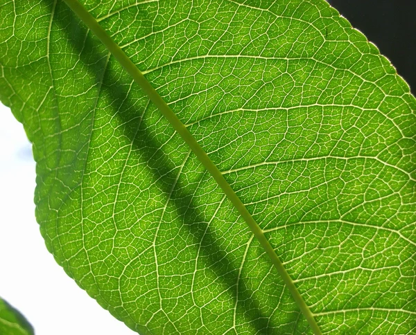 Folha verde sob luz do sol — Fotografia de Stock