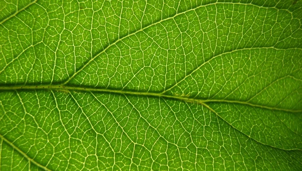 Yeşil yaprak güneş ışığı altında — Stok fotoğraf