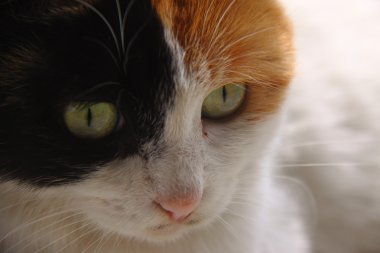 Kedi Hayvanat Bahçesi