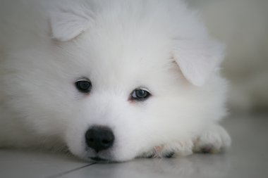 şirin samoyed