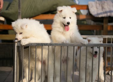 şirin samoyed