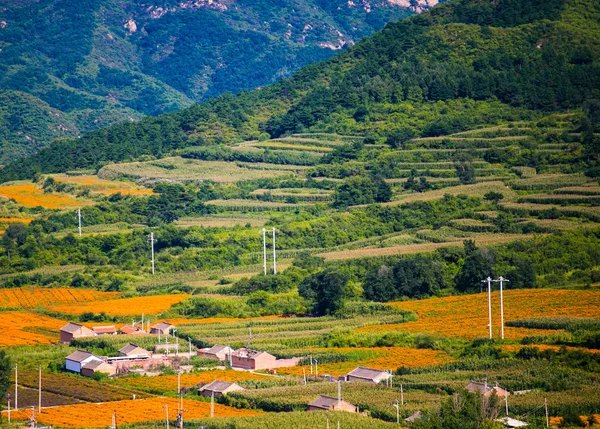 Beijing Four Seasons flowers Sea under the sun tourist area — Stock Photo, Image