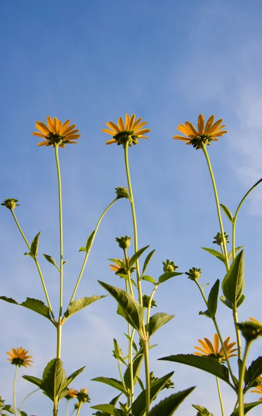 Autumn of sunflowers under the blue sky — Stock Photo, Image