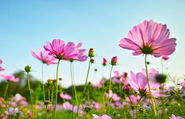 Cosmos florescentes — Fotografia de Stock