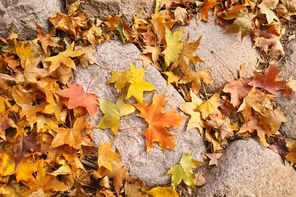 Herbstblätter — Stockfoto