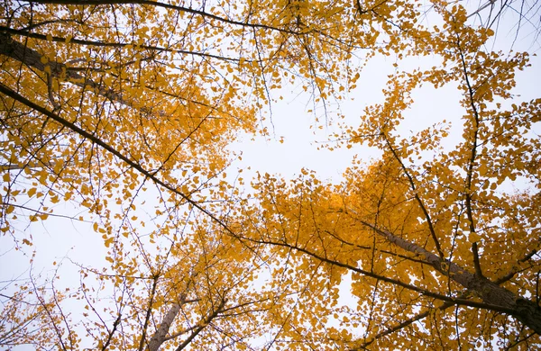 Hojas de otoño —  Fotos de Stock