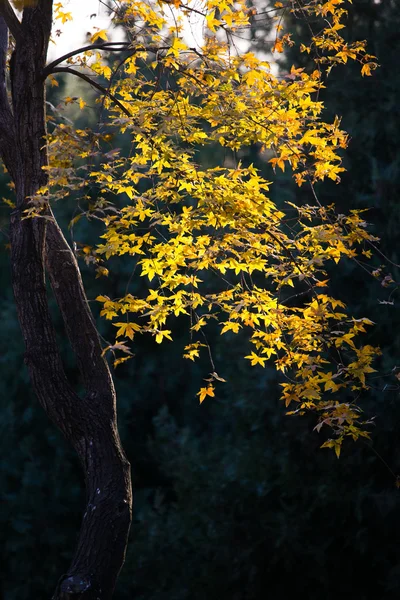 Hojas de otoño —  Fotos de Stock