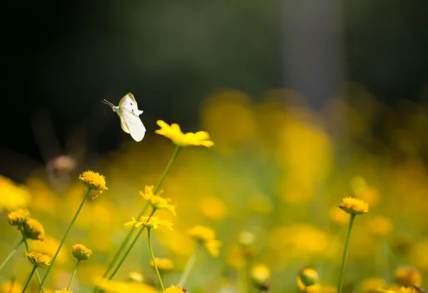 Butterflies and flowers — Stock Photo, Image