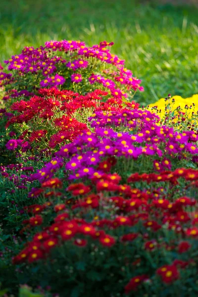 Podzimní chryzantéma — Stock fotografie