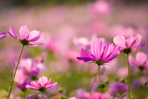 Blooming cosmos — Stock Photo, Image