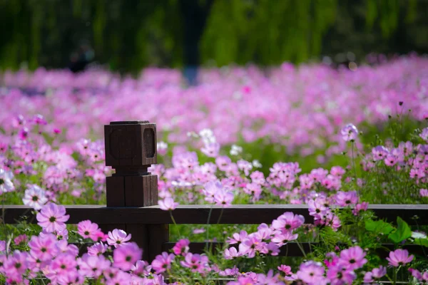 Cosmos en fleurs — Photo