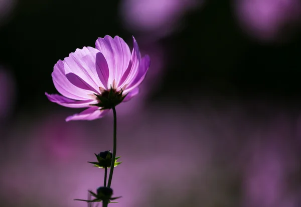 Blooming cosmos — Stock Photo, Image