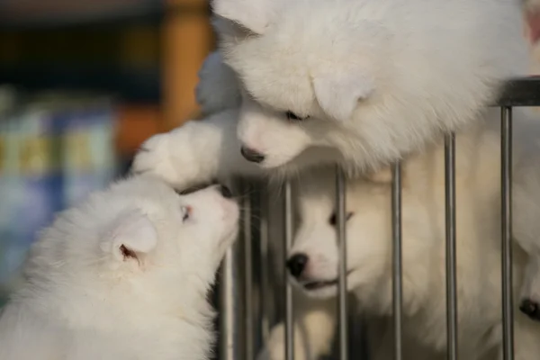 Roztomilý samojed — Stock fotografie