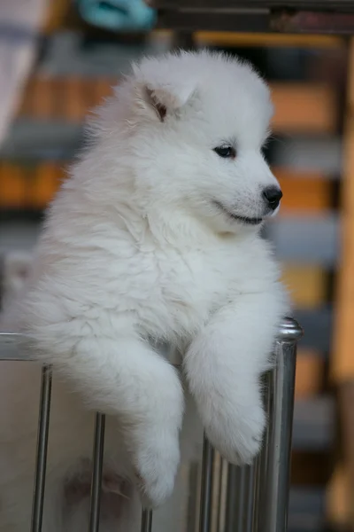 Schattig Samojeed — Stockfoto