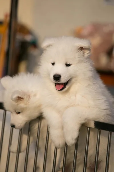 Söta samojed — Stockfoto