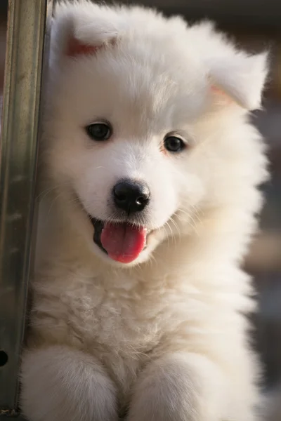 Милий samoyed — стокове фото