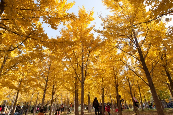 Hojas de otoño —  Fotos de Stock