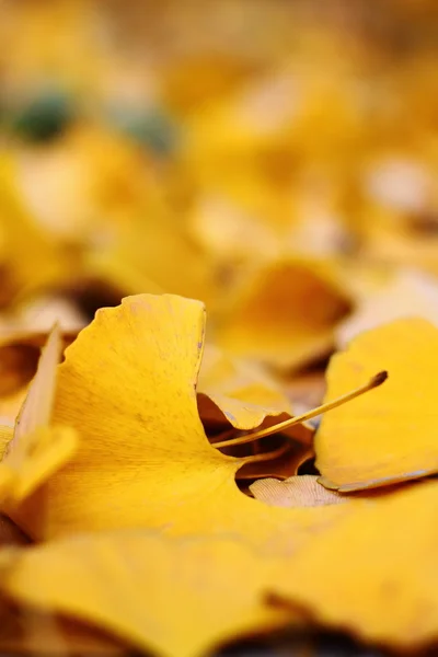 Herbstblätter — Stockfoto