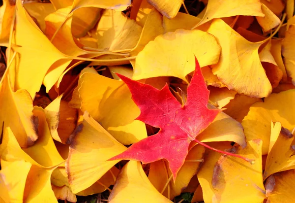Ein rotes Blatt in vielen gelben Blättern — Stockfoto