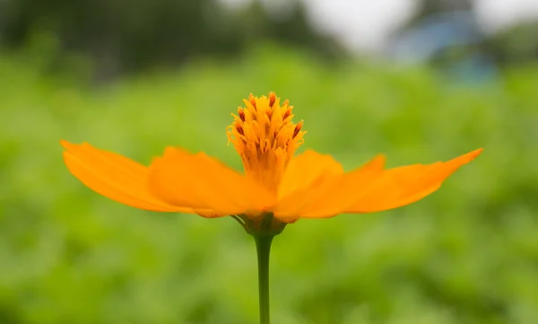 Autumn Chrysanthemum — Stock Photo, Image