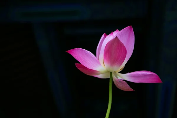 Lotus güneş ışığı altında — Stok fotoğraf