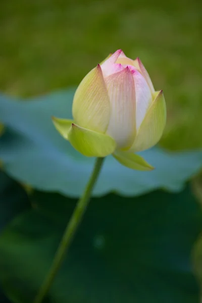 Lotus sob a luz do sol — Fotografia de Stock