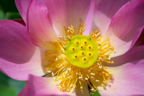 Lotus under sunshine