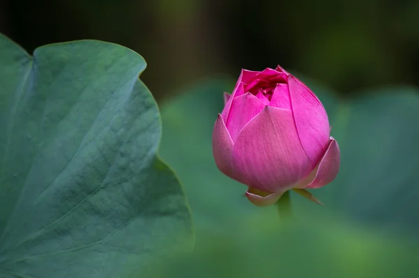 Lotus auringonpaisteessa — kuvapankkivalokuva