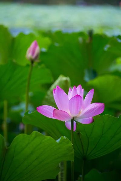 Lotus güneş ışığı altında — Stok fotoğraf