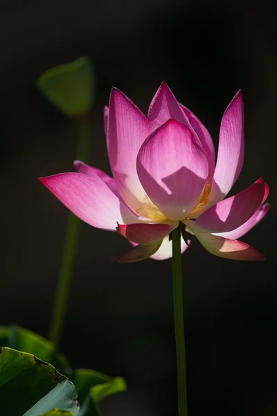 Lotus under solsken — Stockfoto