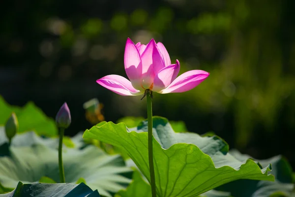 Lotus auringonpaisteessa — kuvapankkivalokuva