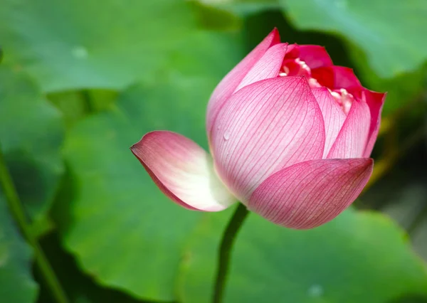 Lotus onder zon — Stockfoto